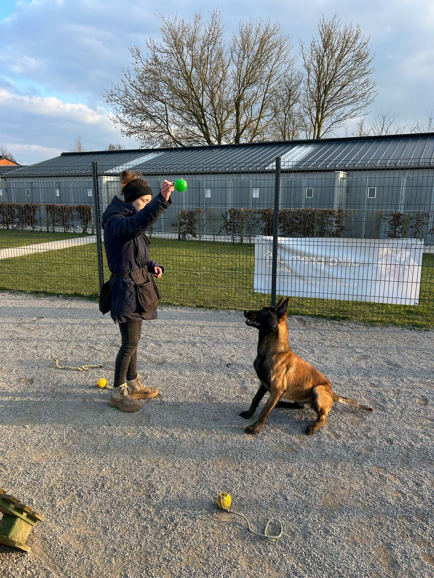 un chien de refuge assis