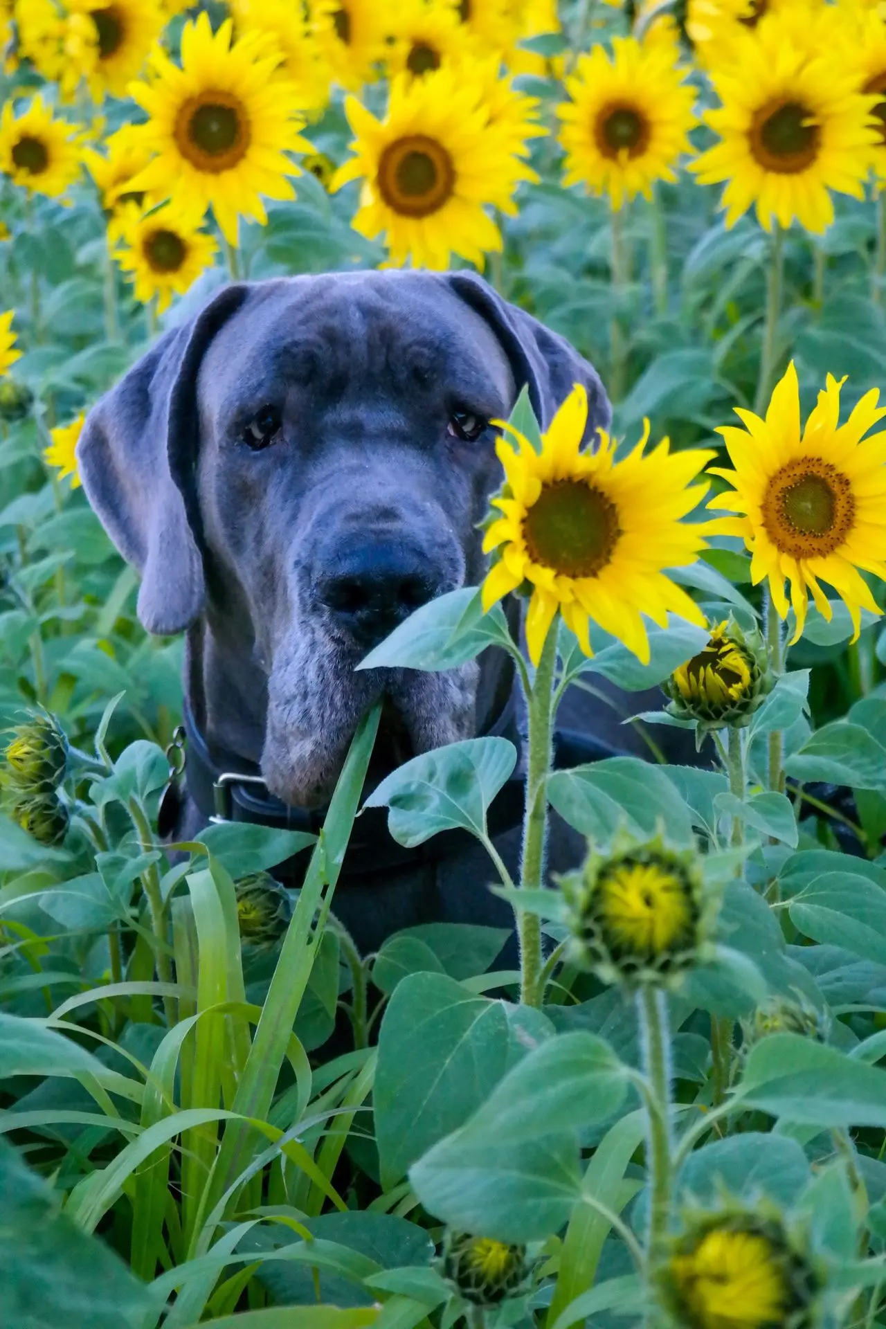 un chien dans un champ de tournesol