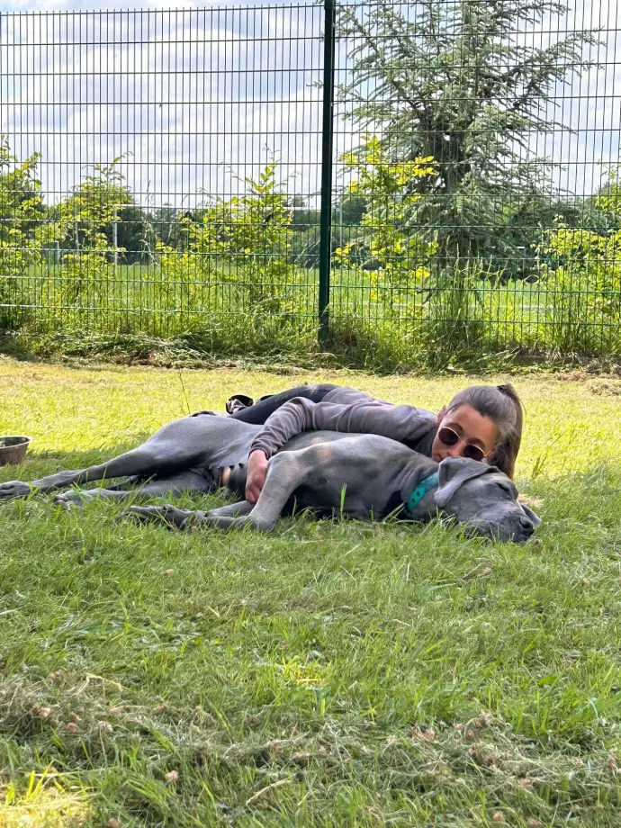un dogue allemand couché