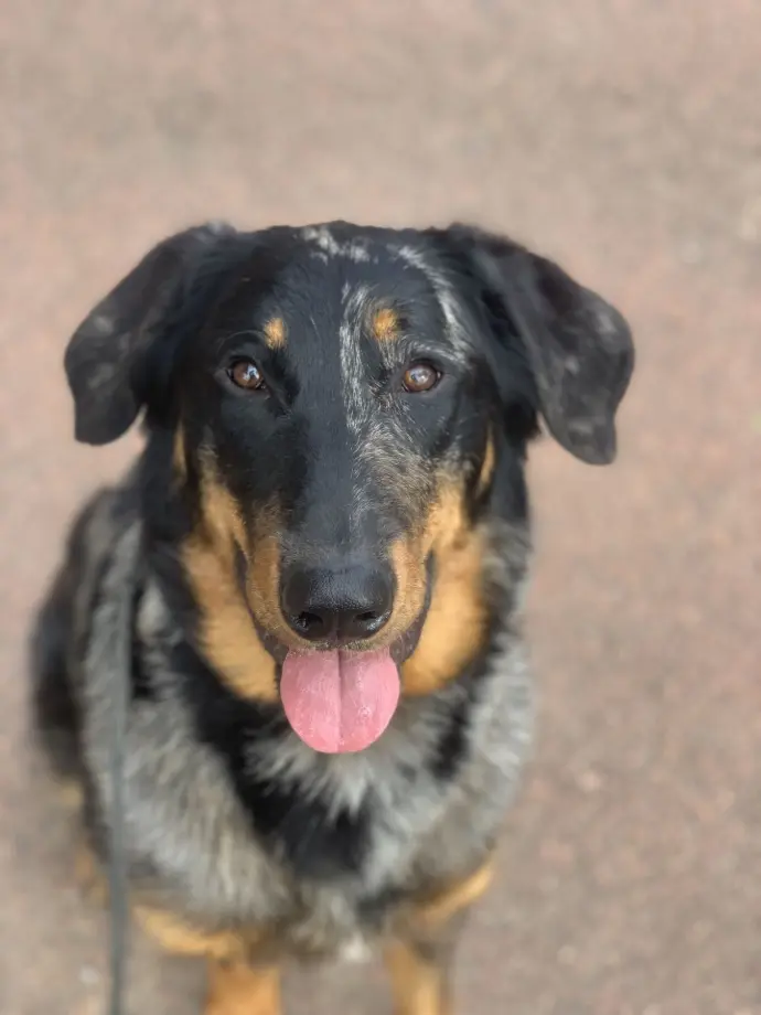 un beauceron assis