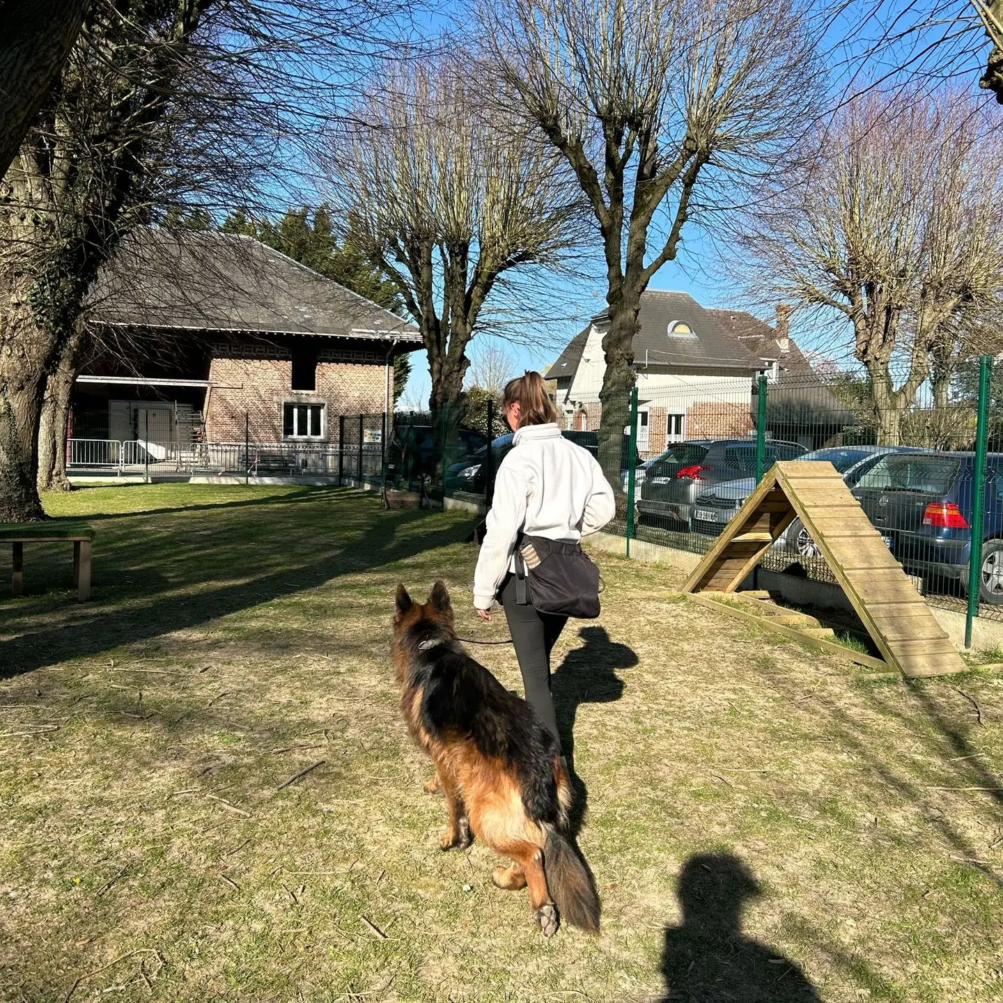 marche au pied d'un berger allemand
